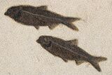 Green River Fossil Fish Mural with Phareodus #295657-4